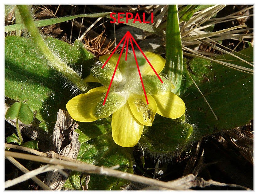 Ranunculus bullatus / Ranuncolo rosulato